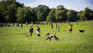 prospect-park-dog-run